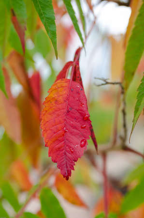 beutiful leaf in autumn orange and red and a raindrop on itの写真素材