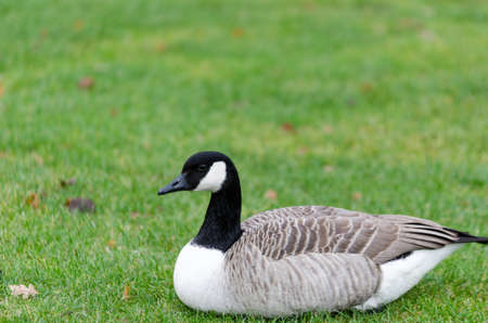 one lonely canada goose lay on the graas and watch foor foodの写真素材