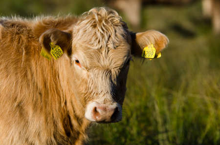 one brown cow with long hair standing on the graasのeditorial素材