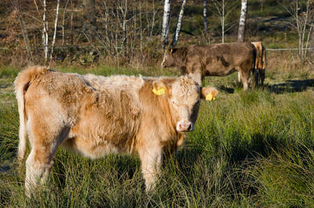 one brown cow with long hair standing on the graasのeditorial素材