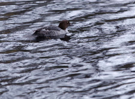 one lonely goldeneye female swim in the lakeの写真素材