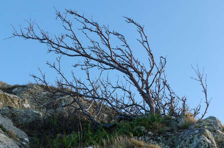 a windswept tree on a hill with a blue sky