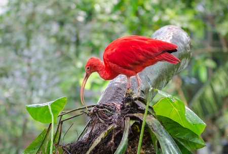 one beutiful red ibis standing in a tree looking for foodの写真素材