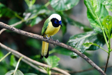 one lovely and noisy exotic bird many buetiful colorの写真素材
