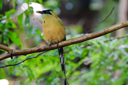 one beutiful exitic bird with the name blue-crowned motmot in the tree