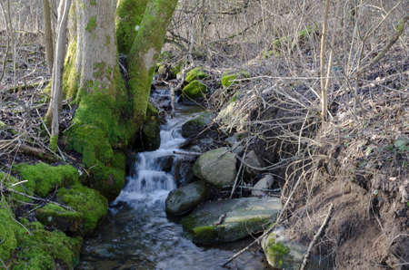 The forest stream i floating still and nice down to the seaの写真素材