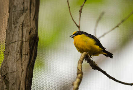 one black and yellow exotic bird sit on a tree and watchingの写真素材
