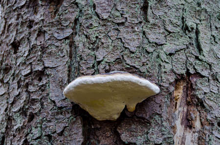One tree in autumn with mushroom on the tree