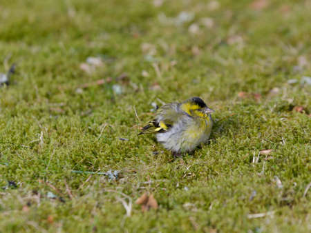 the bird is sitting on the graas and wait for fodの写真素材