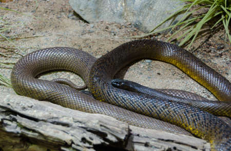 one braun and very poisen snake inland taipan