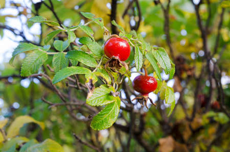 one bush with two rosehip and green leafの写真素材