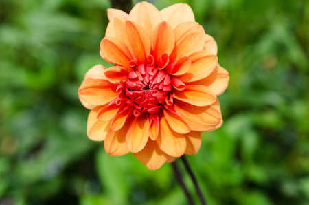 a great flower on the family Dahlia orange and beutifulの写真素材
