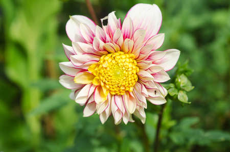 one lovely flower in the family dahliaの写真素材