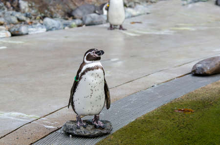 one little penguin stand on the stone and watching outの写真素材