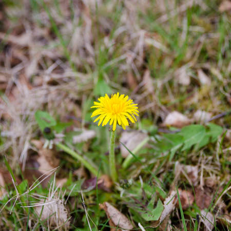 one yellow and beutiful Dandelion stand in the graasの写真素材