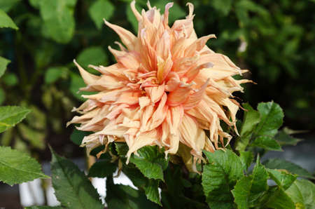 a very nice dahlia with the name Go America with a very nice colorの写真素材