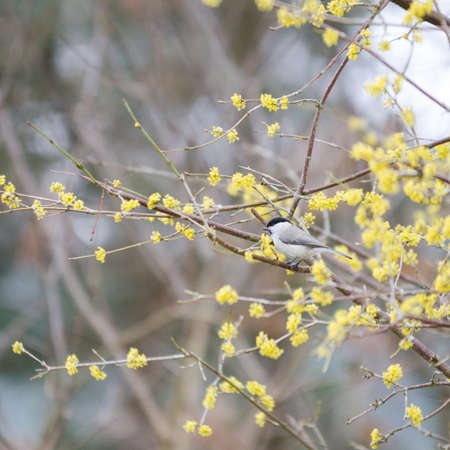 one small bird marsh tit sit in the treeの写真素材