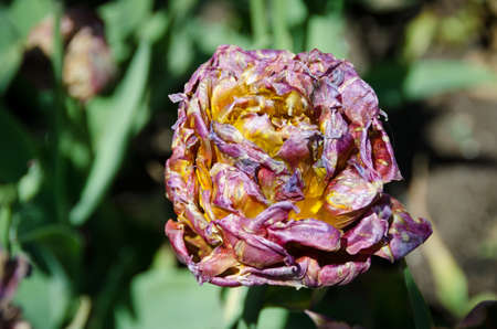 one very different and beutiful tulip in the gardenの写真素材