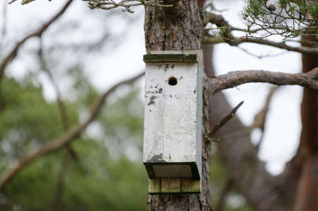 one birdhouse in the tree waiting for the small birdの写真素材
