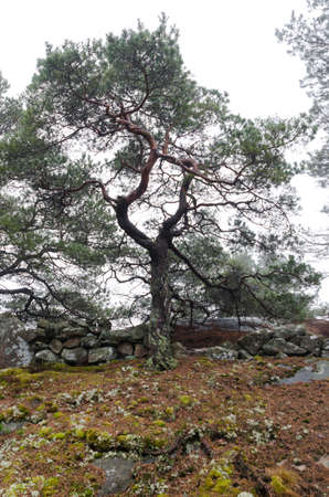 a solitary tree with many crooked branches against a grey skyの写真素材