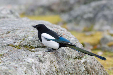 one lonely magpie standing on the stone and watchingの写真素材