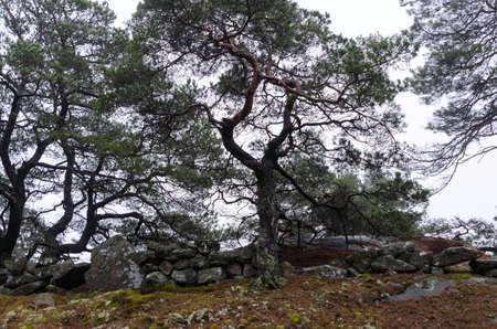 a pine tree with many crooked branches against a grey skyの写真素材