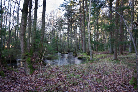 little woodland lake in the forrest many leaf at the groundの写真素材