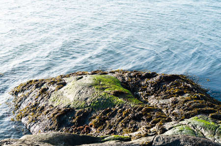 The rock is full of green and brown slime from the oceanの写真素材