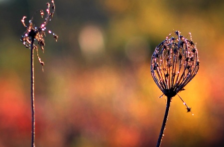 Queen Anne's Lace with frost and fall colored bokehの写真素材