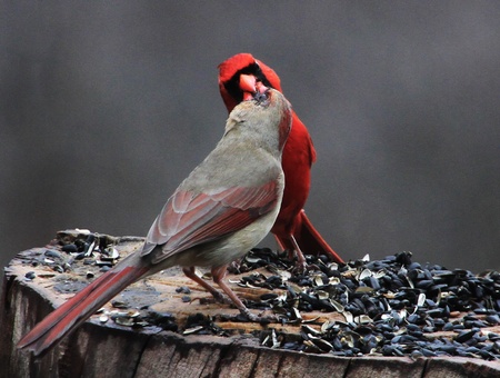 Cardinal pairの写真素材