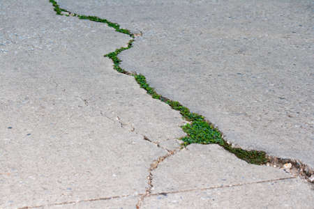 A plants try to growing in arid areaの写真素材