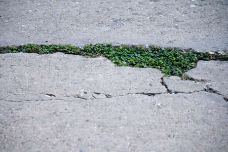 A plants try to growing in concrete roadの写真素材
