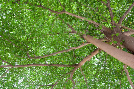 Under the terminalia ivorensis Chev shade.