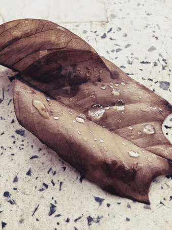 Leaf with water dropsの素材