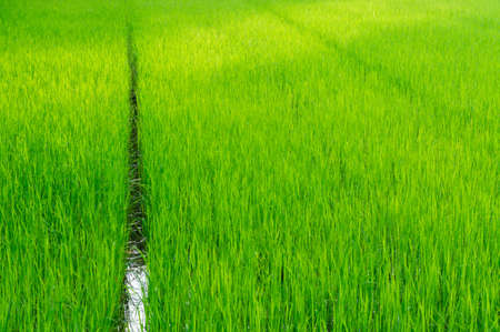 Rice fields with green leafs.の写真素材