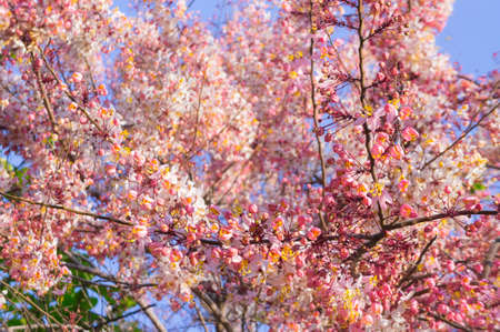 Pink Cassia, Pink Shower on their branchの写真素材