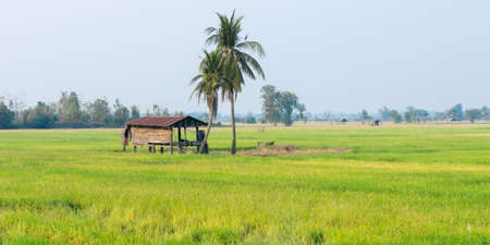 old wood pavilion in field rice at thailandの写真素材