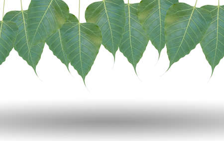 green leafs bodhi tree on white background with shadow underの写真素材