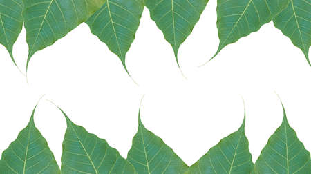 green leafs bodhi tree on white backgroundの写真素材