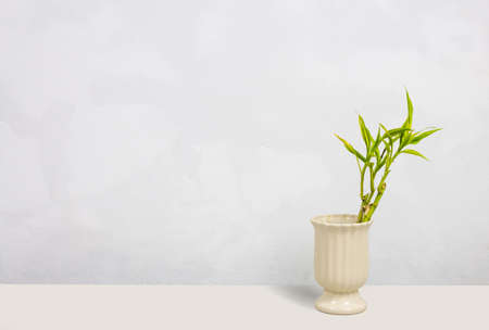 plant with green leafs in old vase on concrete backgroundの写真素材