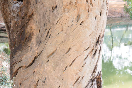 tree trunk with rough surface, texture backgroundの写真素材