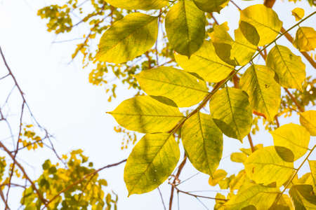 light illuminates the  leaves through the tree branches in autumnの写真素材
