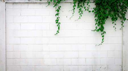 white concrete wall with creeper plants for backgroundの写真素材
