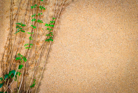 dry climbing plants on expose aggregate finished wallの写真素材