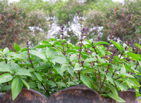 green leafs basil with blooming blossom in the garden, thai herb