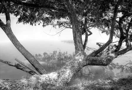 tree beside the water, black and whiteの写真素材