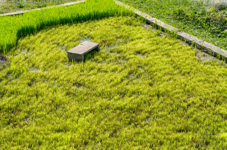 cutting leaves of rice sprouts before plant it in field riceの写真素材