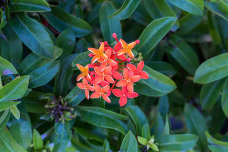 red rubiaceae flower with green leaves background
