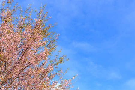Wild Himalayan Cherry, beautiful flower on branch, blue sky background