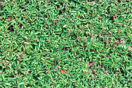 Photinia fraseri Birmingham, green leaves background